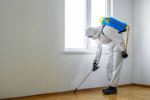 Best Termite Control Services  in Oakbrook Terrace, IL