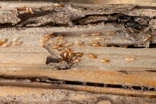 Best Flea Control Services  in Oakbrook Terrace, IL